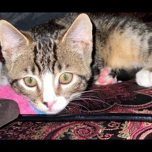 Meet your Posher, Violeta